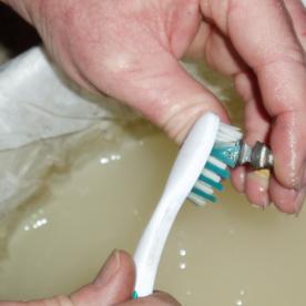 Scrubbing down the newly born ring